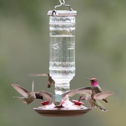 Perky-Pet Hummingbird 10 oz Glass/Metal Antique Bottle Nectar Bird Feeder 4 ports