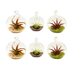 Russell's Bromeliads 4 Inch Globe Terrariums Air Plant