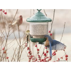 Songbird Essentials Songbird Essentials Songbird 4 cups Plastic Clingers Bird Feeder