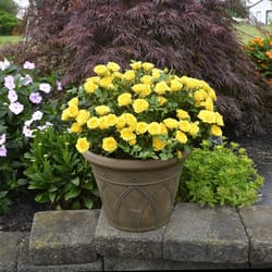 National Plant Network Yellow Miniature Rose Grower Flowering Plant