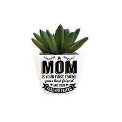 Sentiment Succulents 4 in. H X 2.25 in. L Multicolored Plastic Planter