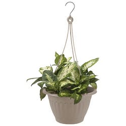 Misco Milano 7.83 in. H X 12.4 in. D Plastic Hanging Basket Stone