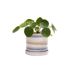 Chive Minute 3 in. D Ceramic Succulent Pot Blue Green Layers