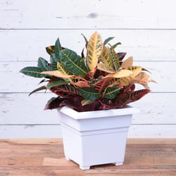 Novelty 13 in. H X 14 in. W X 14 in. D Plastic Countryside Tub Patio Planter White