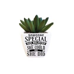 Sentiment Succulents 4 in. H X 2.25 in. L Multicolored Plastic Planter