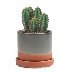 Chive Minute 3 in. D Ceramic Succulent Pot Terracotta