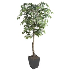 DW Silks 72 in. H X 34 in. L Polyester Ficus Tree In Black Planter