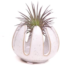 Chive Gideon 2.5 in. D Ceramic Air Plant and Succulent Grassy White Speckles