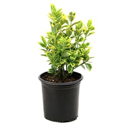 National Plant Network Euonymus Golden Grower Shrubs
