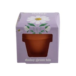 Buzzy Daisy Mini Grow Pot 1 pk