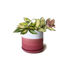 Chive Devo 4.5 in. D Ceramic Flower Pot Raspberry