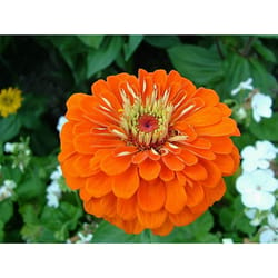 Livingston Seed Sow Easy Flower Seeds 120 pk