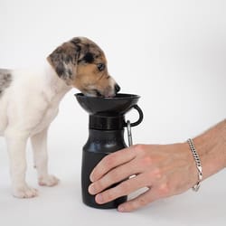 Springer Black Mini Plastic Pet Travel Bottle For Dogs