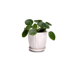 Chive Virago 3.3 in. D Ceramic Shape E Succulent Pot White