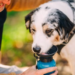 Highwave AutoDogMug Pacific Blue Plastic 22 oz Portable Watering Bottle/Bowl For Dogs