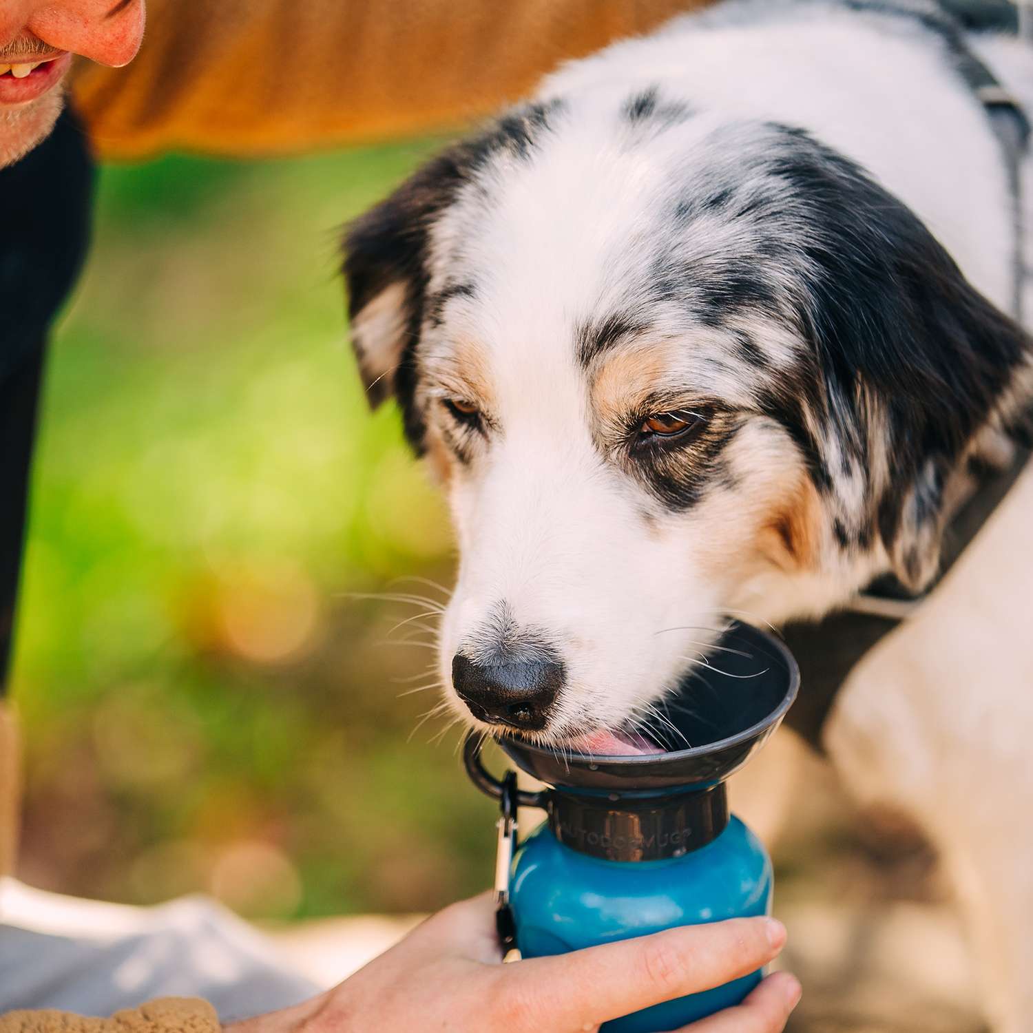 Highwave dog shop water bottle