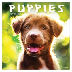 TF Publishing Puppies 2019 Calendar Fiber/Paper Laminate 1 pk