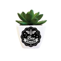 Sentiment Succulents 4 in. H X 2.25 in. L Multicolored Plastic Planter
