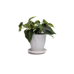 Chive Virago 5 in. D Ceramic Shape G Flower Pot White