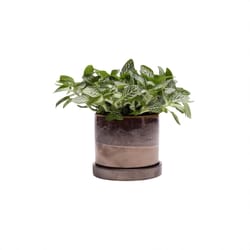 Chive Minute 3 in. D Ceramic Succulent Pot Bronze Speckles