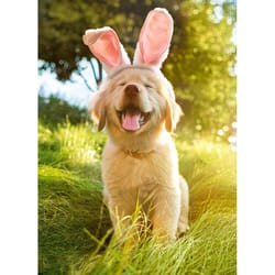 Avanti Seasonal Golden Puppy with Bunny Ears Cute Dog Easter Card Paper 2 pc
