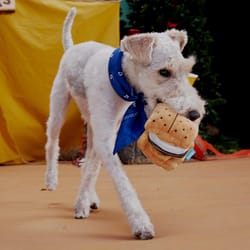 Bark Multicolored More S'mores Plush Dog Toy 1 pk