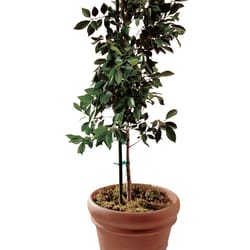 Bond 6 in. H X 0.6 in. W Green Steel Plant Stake