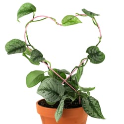 Mossify 18 in. H X 5.75 in. W X 11.75 in. D Pink Metal Planter Trellis