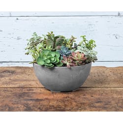 Novelty ArtStone 4.8 in. H X 9.9 in. W X 9.9 in. D X 9.9 in. D Resin Napa Bowl Planter Gray