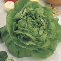 Livingston Seed Sow Easy Vegetable Seeds