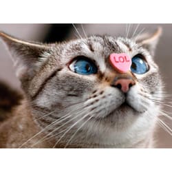Avanti Seasonal Cat with Candy Heart on Nose Valentine's Day Card Paper 2 pc