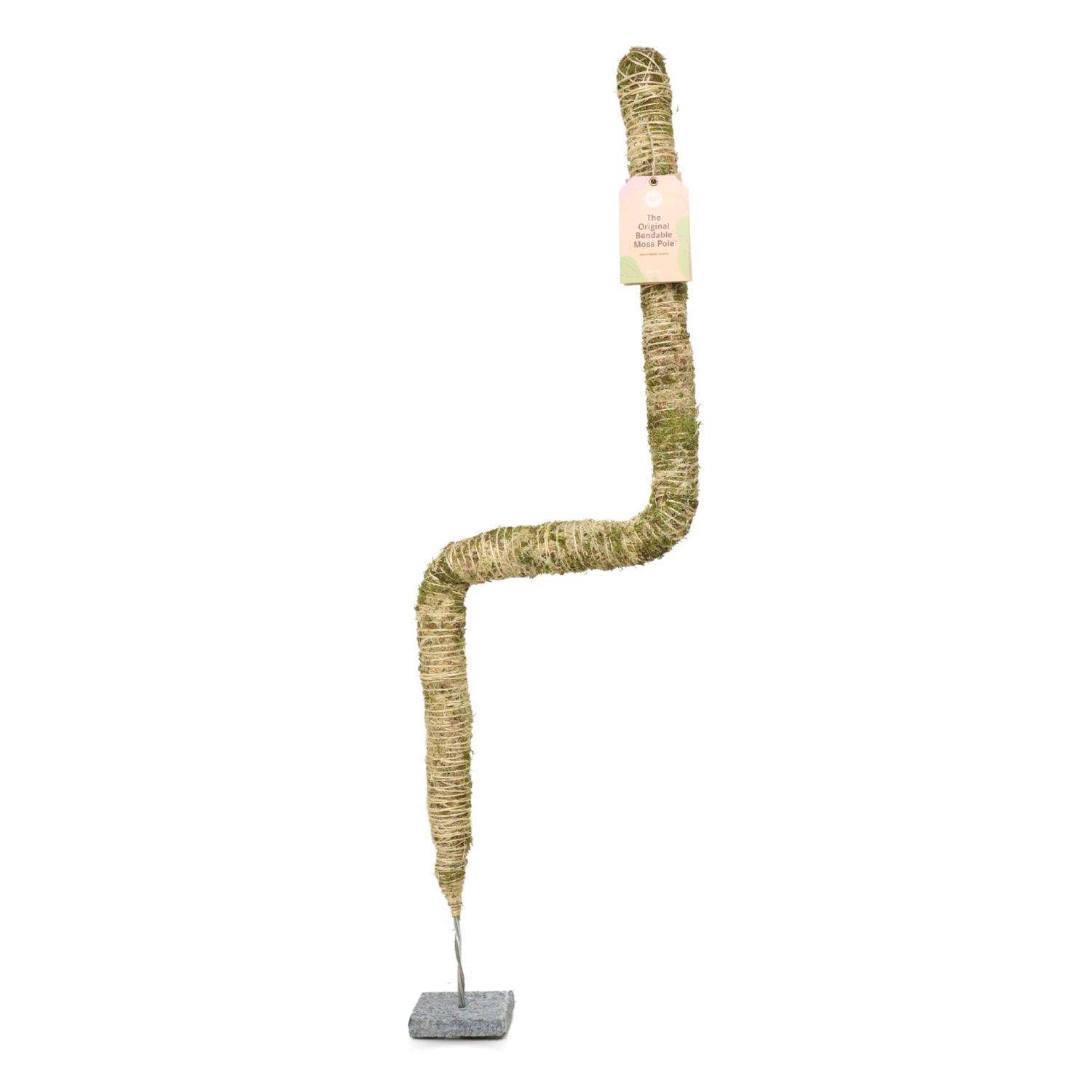Mossify 42 in. H Natural Moss Pole Mfr# BMP-0042 - Ace Hardware