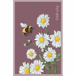 Chive Shido Seed Co. Daisy Seeds 1 pk