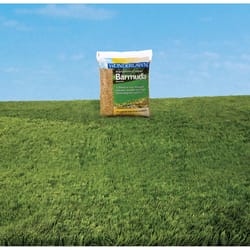 Barenbrug Wonderlawn Bermuda Grass Full Sun Grass Seed 1 lb