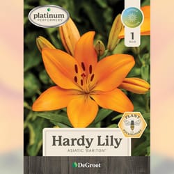 DeGroot Asiatic Mixed Lily Bulb 1 pk