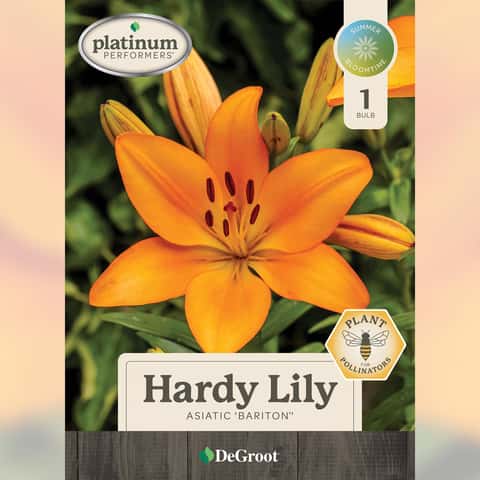 DeGroot Asiatic Mixed Lily Bulb 1 pk - Ace Hardware