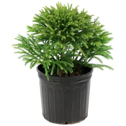 National Plant Network Cryptomeria Globosa Nana Grower Shrubs
