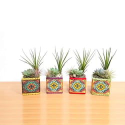 Eve's Garden 9 in. H X 3 in. W X 3 in. D Ceramic Tuscany Air Plant and Succulent Assorted