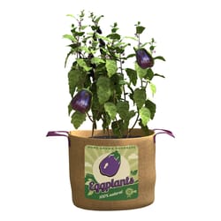 Panacea 14-1/2 in. H Burlap Eggplant Planter Brown