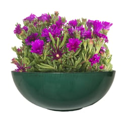 Misco 4.3 in. H X 11.8 in. D Resin Bowl Planter Green