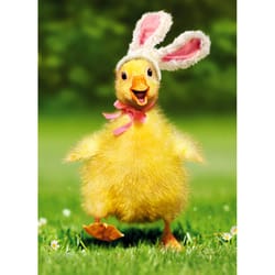 Avanti Seasonal Duckling Bunny Easter Card Paper 2 pc