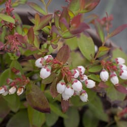 National Plant Network Bushel and Berry Sapphire Cascade Blueberry Grower Shrubs