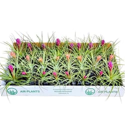 Russell's Bromeliads Assorted Air Plant