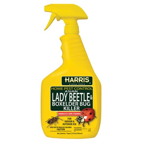 Lady Bug, Asian Lady Beetle Control By Alabama Pest Control Experts