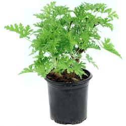 National Plant Network Citronella Mosquito Grower Annual Plant