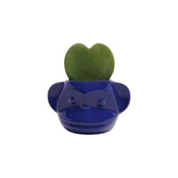 Chive Animal Planter 3.5 in. D Ceramic Funky Monkey Succulent Pot Blue