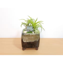 Eve's Garden 8 in. H X 4.5 in. D Ceramic Drip Pot Air Plant and Succulent Two-Tone Brown and Blue