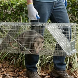 Animal Traps - Ace Hardware