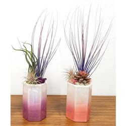 Eve's Garden 11 in. H X 3 in. W X 3 in. D Ceramic Pearlized Air Plant and Succulent Assorted