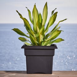 Bloem Veranda 11.25 in. H X 14 in. W X 14 in. D Plastic Traditional Planter Box Black